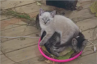 small_9511 2524 family, cew, viaIMG0030.webp